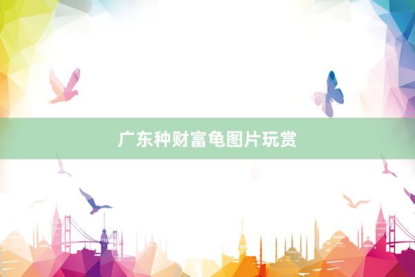 广东种财富龟图片玩赏